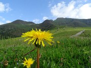 11 Tharassacum officinale (Tarassaco comune) salendo dai Piani al sent. 109